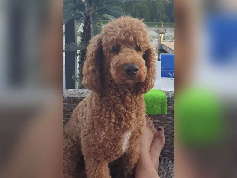 Aussiedoodle / Aussiepoo  F1b Wurfankündigung