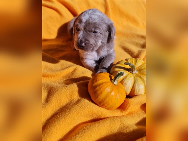 Aussiedor Labrador Australian Shepherd mit Ahnentafel