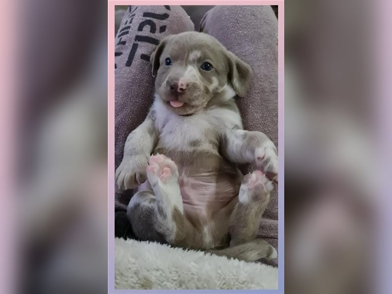 Aussiedor Labrador Australian Shepherd mit Ahnentafel