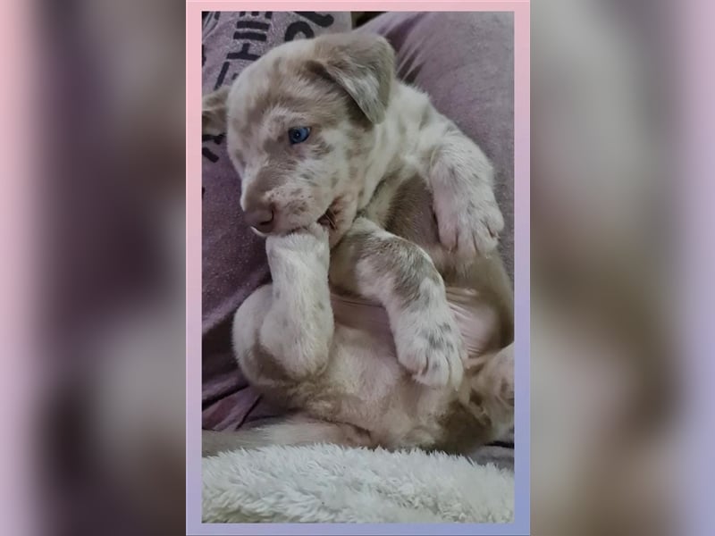 Aussiedor Labrador Australian Shepherd mit Ahnentafel