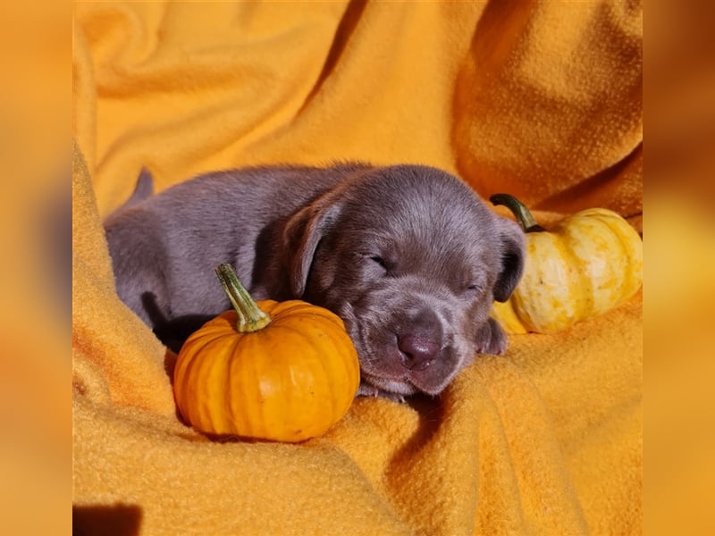 Aussiedor Labrador Australian Shepherd mit Ahnentafel