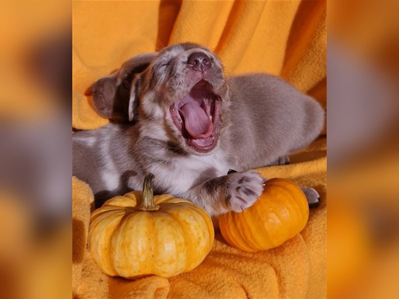 Aussiedor Labrador Australian Shepherd mit Ahnentafel