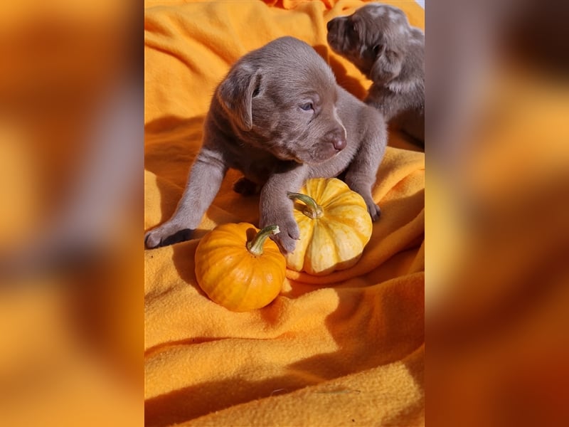 Aussiedor Labrador Australian Shepherd mit Ahnentafel