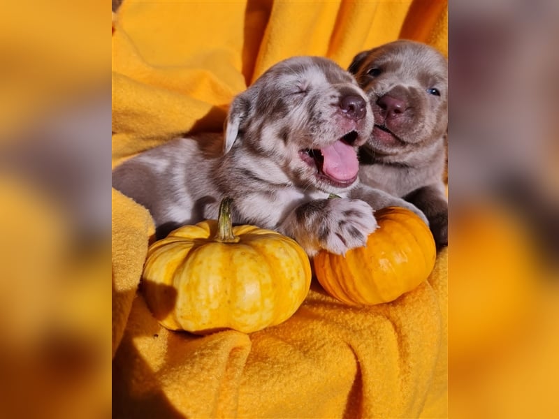 Aussiedor Labrador Australian Shepherd mit Ahnentafel