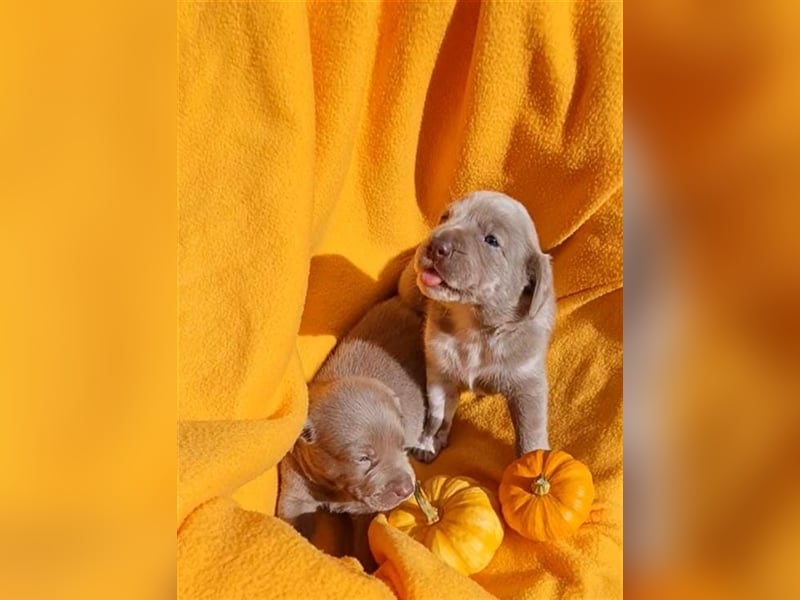 Aussiedor Labrador Australian Shepherd mit Ahnentafel