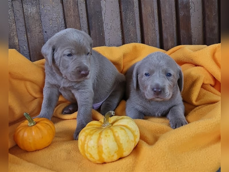 Aussiedor Labrador Australian Shepherd mit Ahnentafel