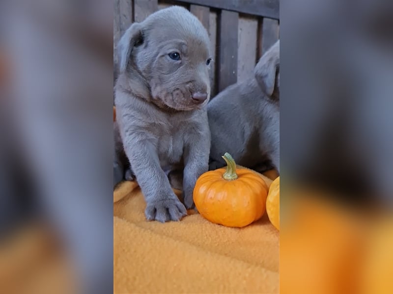 Aussiedor Labrador Australian Shepherd mit Ahnentafel