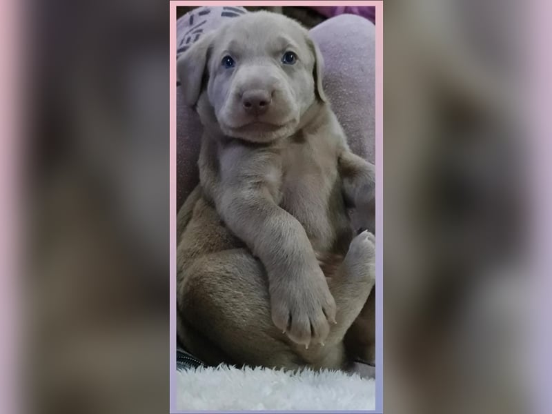 Aussiedor Labrador Australian Shepherd mit Ahnentafel