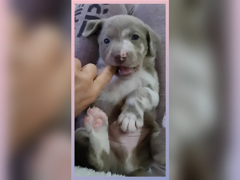 Aussiedor Labrador Australian Shepherd mit Ahnentafel