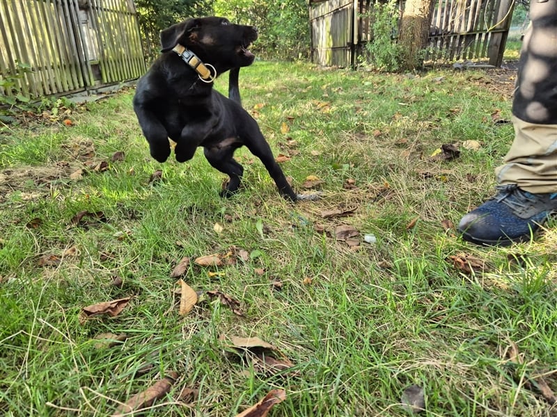 Aussiedor Welpen, Aussiedore suchen ihr Zuhause, Labrador x Australien Shepard