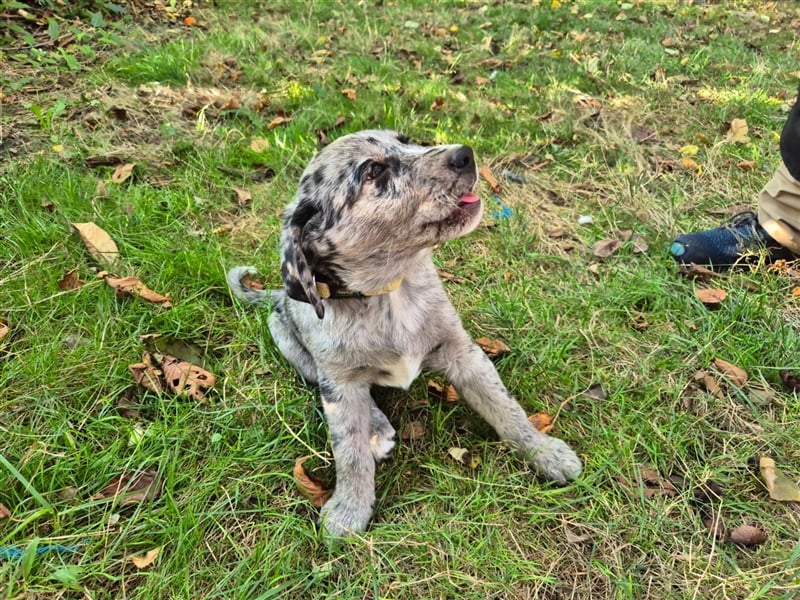 Aussiedor Welpen, Aussiedore suchen ihr Zuhause, Labrador x Australien Shepard