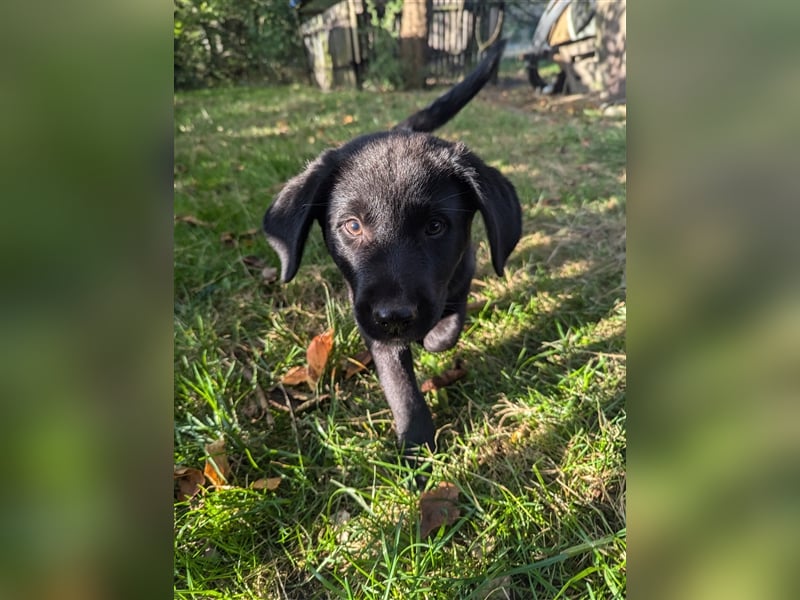 Aussiedor Welpen, Aussiedore suchen ihr Zuhause, Labrador x Australien Shepard