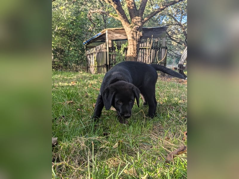 Aussiedor Welpen, Aussiedore suchen ihr Zuhause, Labrador x Australien Shepard