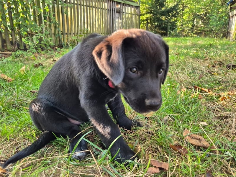 Aussiedor Welpen, Aussiedore suchen ihr Zuhause, Labrador x Australien Shepard