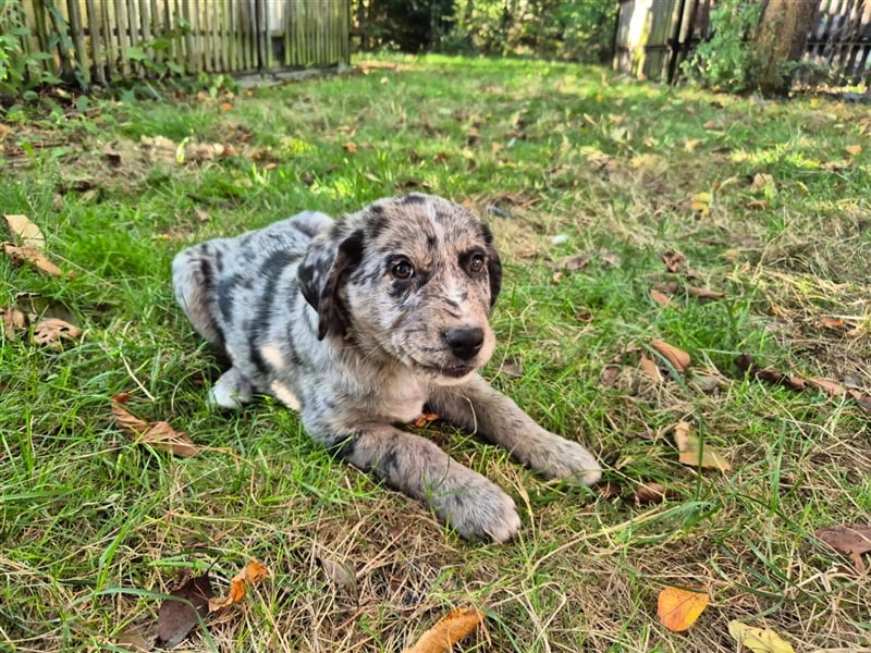 Aussiedor Welpen, Aussiedore suchen ihr Zuhause, Labrador x Australien Shepard