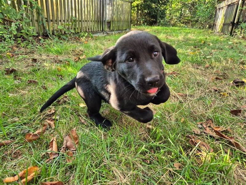 Aussiedor Welpen, Aussiedore suchen ihr Zuhause, Labrador x Australien Shepard