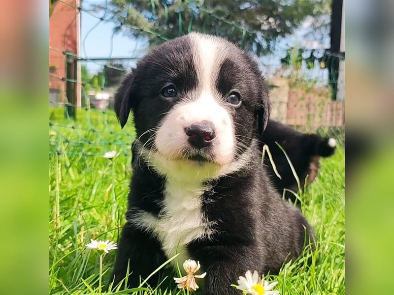 Wunderschöne Aussiedor Welpen abzugeben