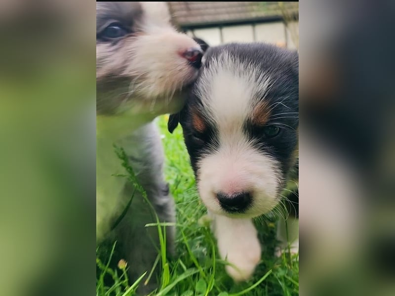 Wunderschöne Aussiedor Welpen abzugeben