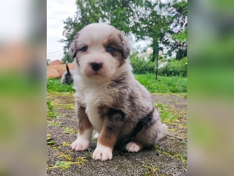 Wunderschöne Aussiedor Welpen abzugeben