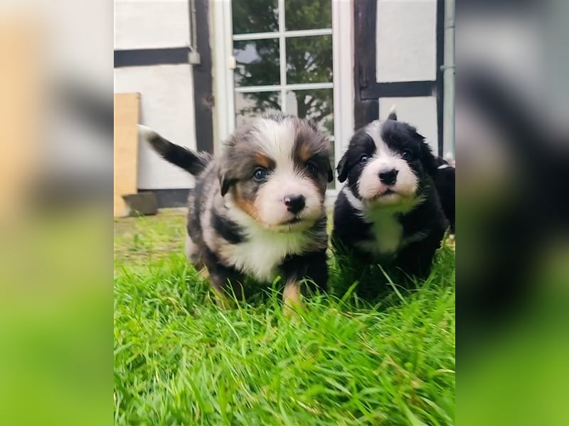 Wunderschöne Aussiedor Welpen abzugeben