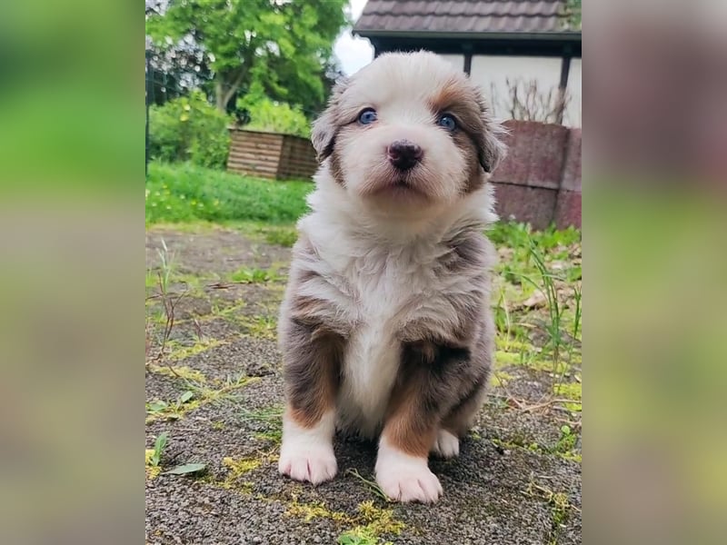 Wunderschöne Aussiedor Welpen abzugeben