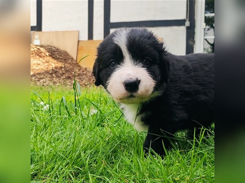 Wunderschöne Aussiedor Welpen abzugeben