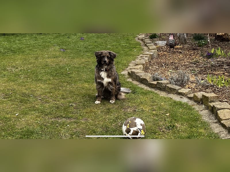Golden Aussie Aussiedor Welpen
