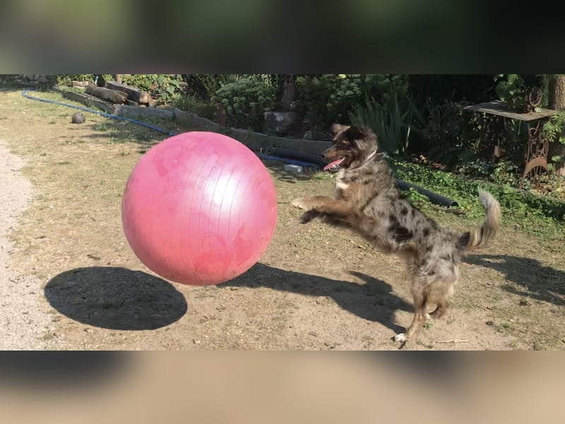 Golden Aussie Aussiedor Welpen
