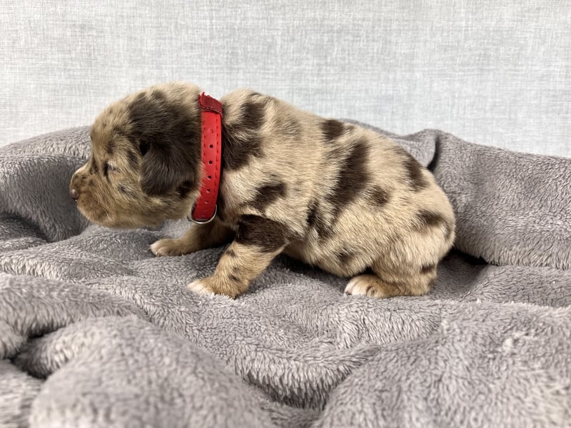 Golden Aussie Aussiedor Welpen