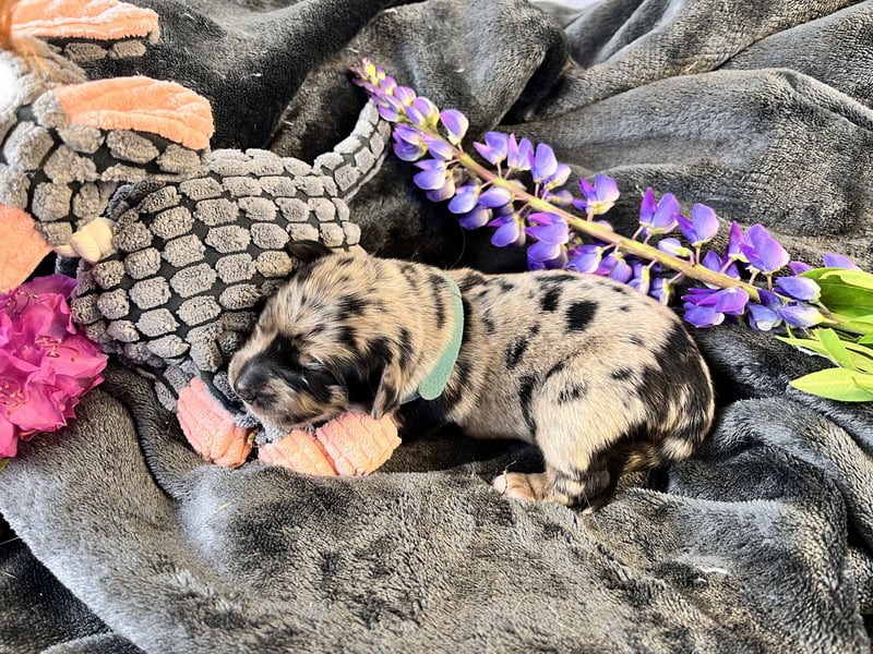Golden Aussie Aussiedor Welpen