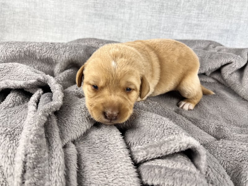 Golden Aussie Aussiedor Welpen