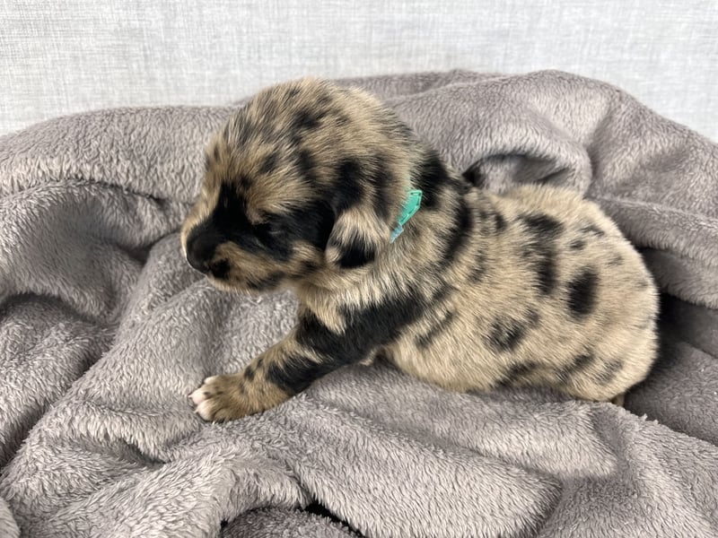 Golden Aussie Aussiedor Welpen