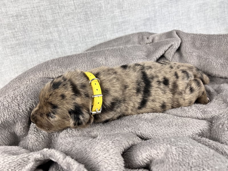 Golden Aussie Aussiedor Welpen