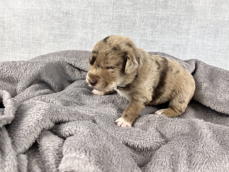 Golden Aussie Aussiedor Welpen