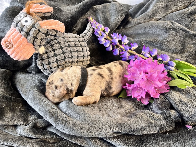 Golden Aussie Aussiedor Welpen
