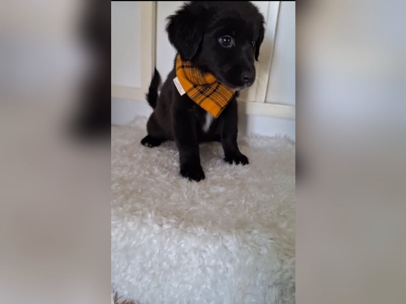 Auszug..Aussiedor F1 Familien und Therapiehund Labrador x Australien Shepherd