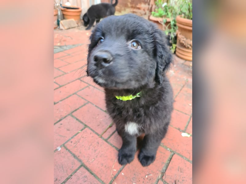 Auszug..Aussiedor F1 Familien und Therapiehund Labrador x Australien Shepherd