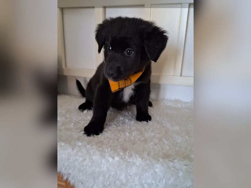 Auszug..Aussiedor F1 Familien und Therapiehund Labrador x Australien Shepherd