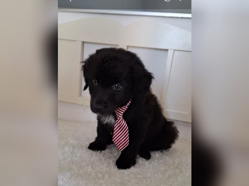 Auszug..Aussiedor F1 Familien und Therapiehund Labrador x Australien Shepherd
