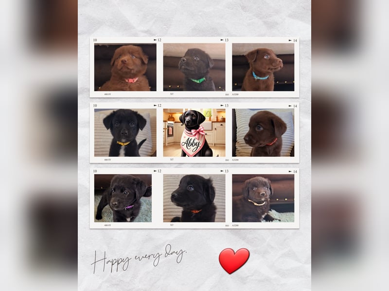 Auszug..Aussiedor F1 Familien und Therapiehund Labrador x Australien Shepherd