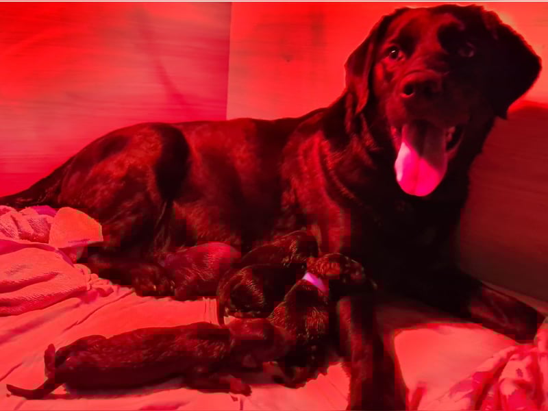 Auszug..Aussiedor F1 Familien und Therapiehund Labrador x Australien Shepherd
