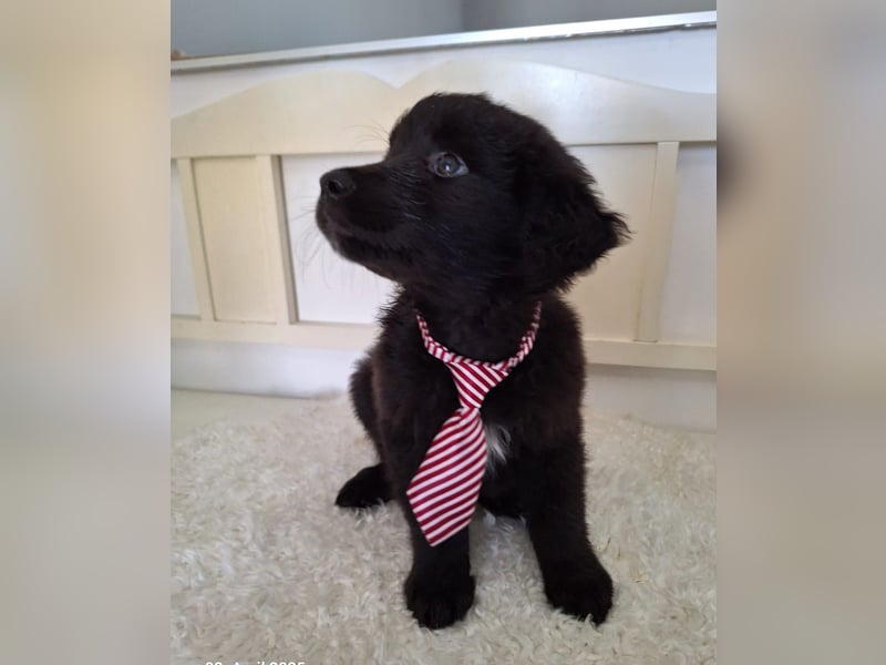 Auszug..Aussiedor F1 Familien und Therapiehund Labrador x Australien Shepherd
