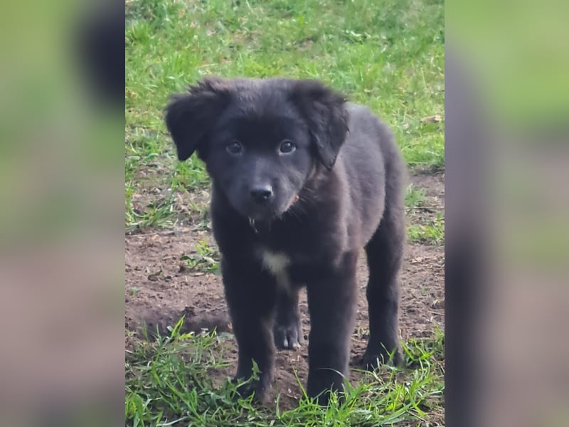 Auszug..Aussiedor F1 Familien und Therapiehund Labrador x Australien Shepherd