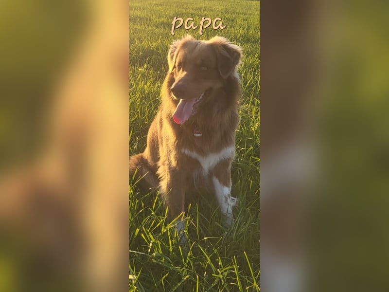 Auszug..Aussiedor F1 Familien und Therapiehund Labrador x Australien Shepherd