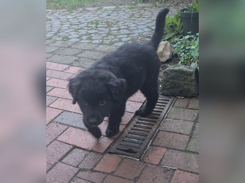 Auszug..Aussiedor F1 Familien und Therapiehund Labrador x Australien Shepherd