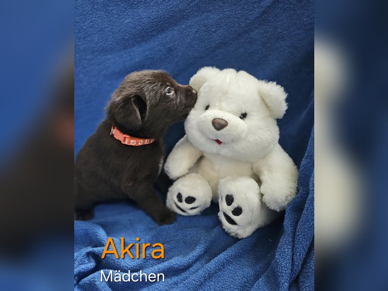 Aussiedor aus Liebhaberzucht