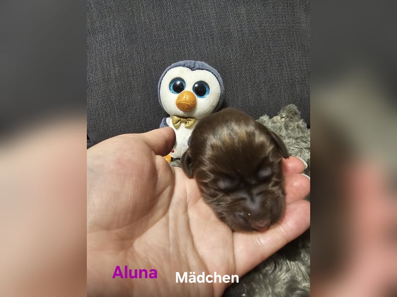 Aussiedor aus Liebhaberzucht