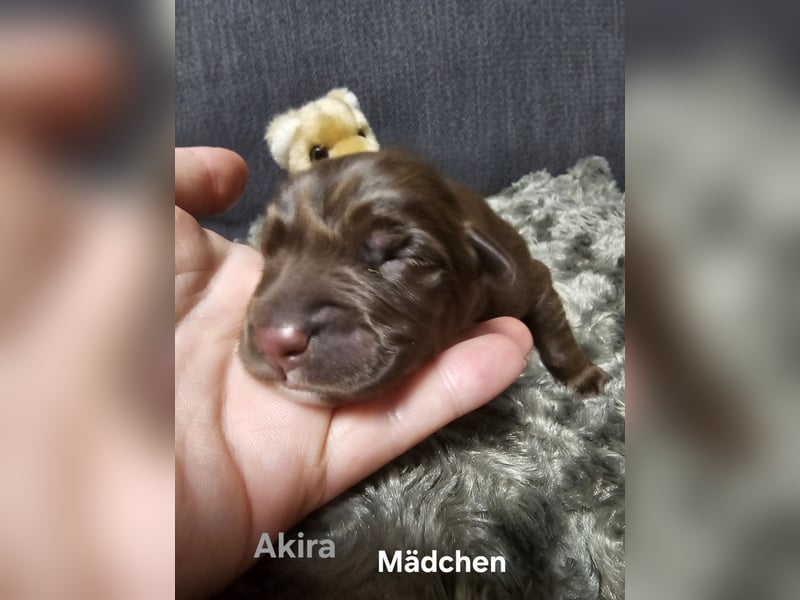 Aussiedor aus Liebhaberzucht