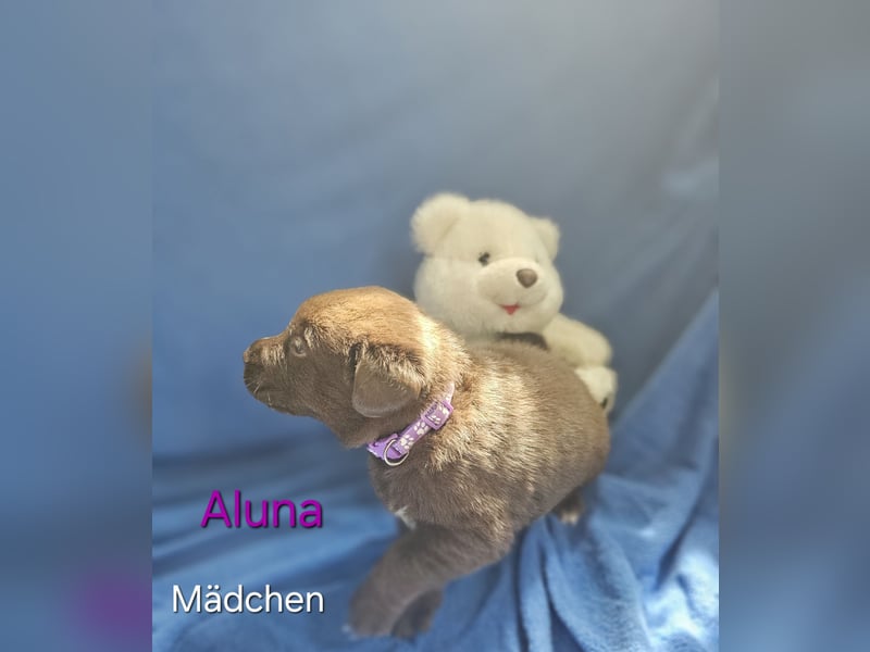 Aussiedor aus Liebhaberzucht