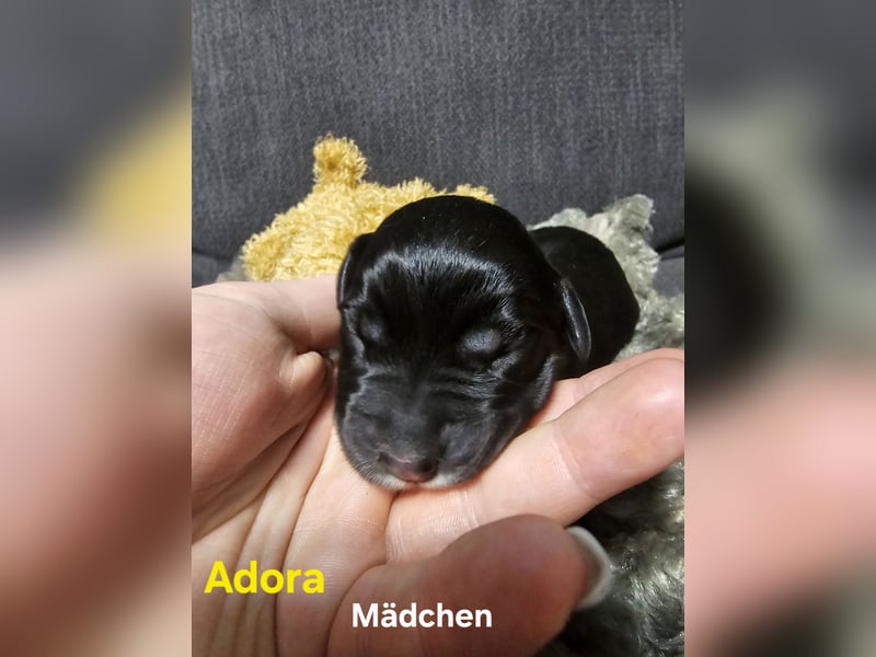 Aussiedor aus Liebhaberzucht